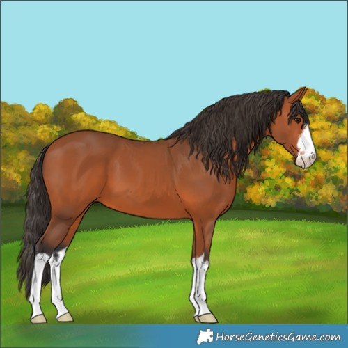 Horse Color:White Spotted Bay 