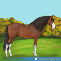 Horse Color:White Spotted Bay 