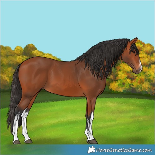 Horse Color:White Spotted Bay 