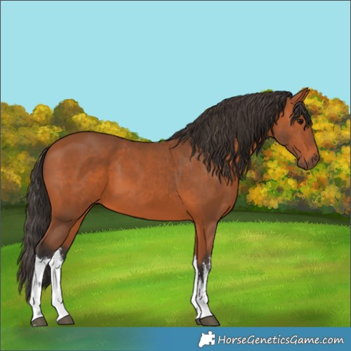 Horse Color:White Spotted Bay 