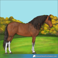 Horse Color:White Spotted Bay