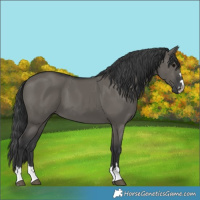 Horse Color:Grullo