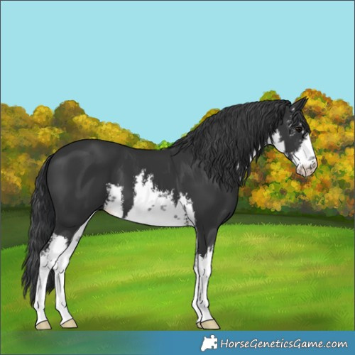 Horse Color:White Spotted Black 