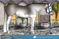 Horse Color:Gray Bay Splash 