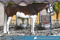 Horse Color:Gray Bay Splash 