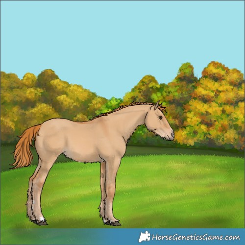 Horse Color:Red Dun 