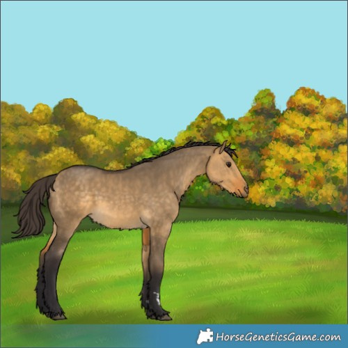 Horse Color:Buckskin Dun 