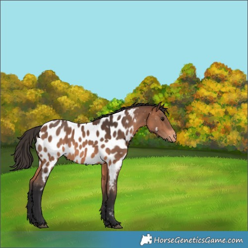 Horse Color:Bay Appaloosa 