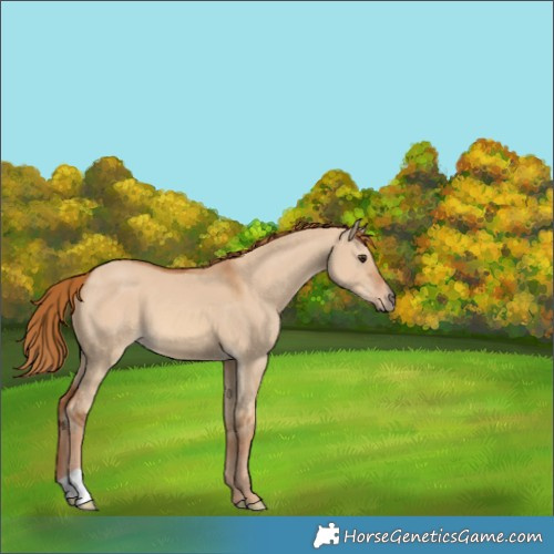 Horse Color:Red Dun 