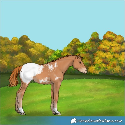 Horse Color:Chestnut Appaloosa 