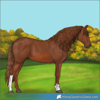 Horse Color:Chestnut Tobiano 