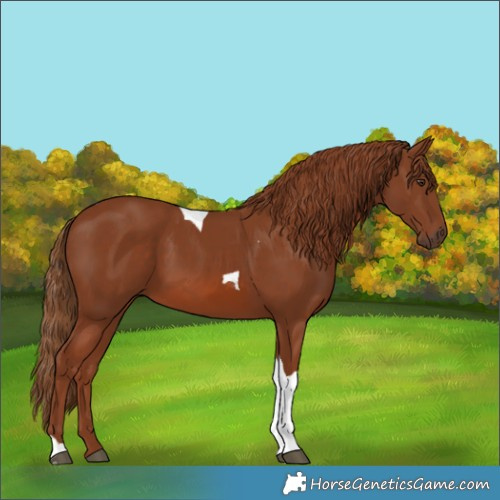 Horse Color:Chestnut Tobiano 