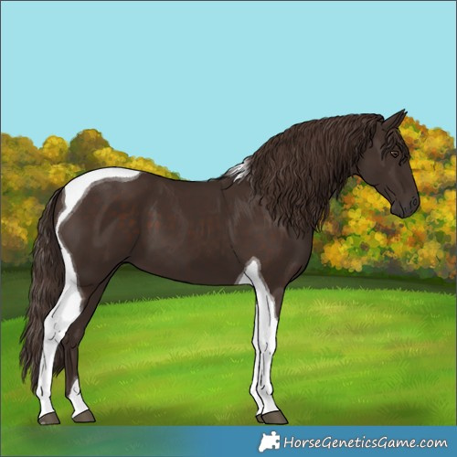 Horse Color:Liver Chestnut Tobiano