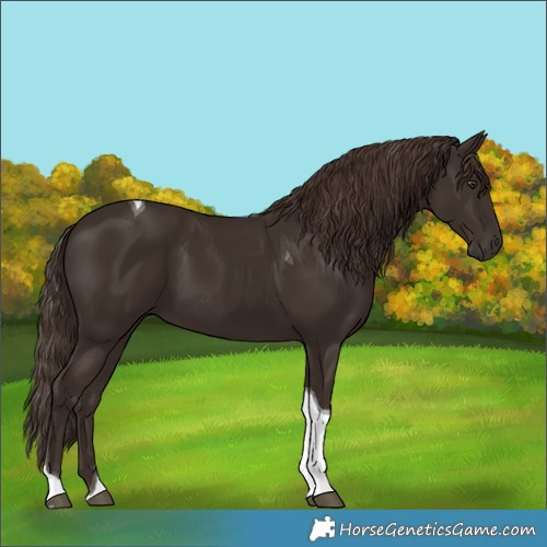 Horse Color:Liver Chestnut Tobiano 
