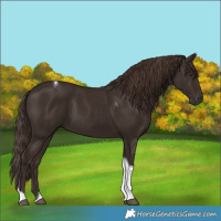 Horse Color:Liver Chestnut Tobiano 