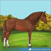 Horse Color:Chestnut Tobiano
