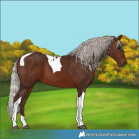 Horse Color:Silver Brown Tobiano 