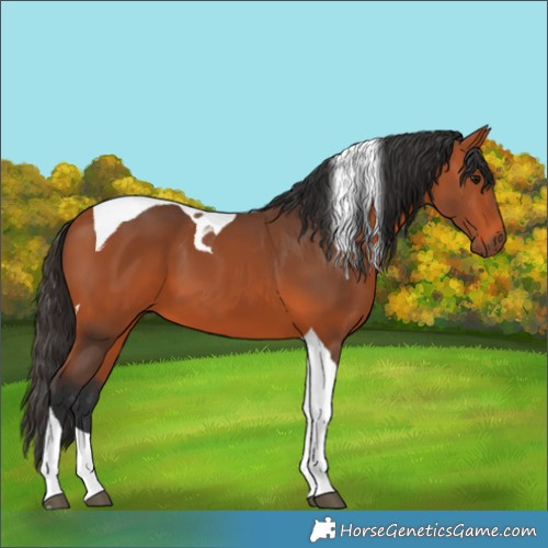 Horse Color:Bay Tobiano 