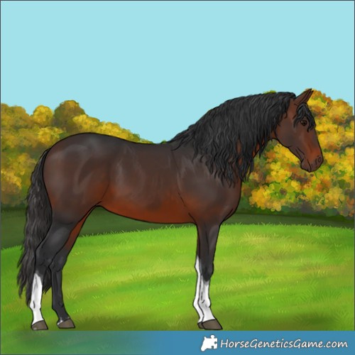 Horse Color:Brown Tobiano 