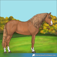 Horse Color:Chestnut 