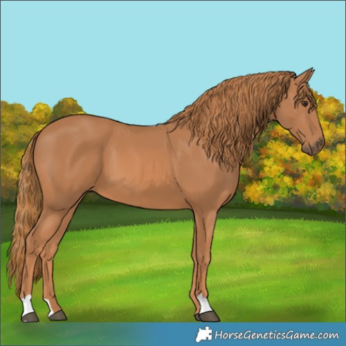 Horse Color:Chestnut 