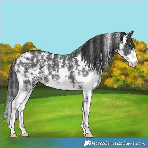 Horse Color:Black Sabino 