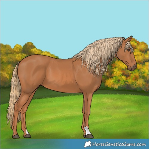 Horse Color:Chestnut 