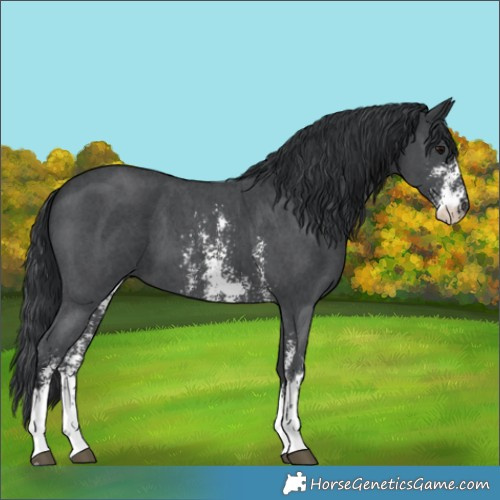 Horse Color:Black Sabino