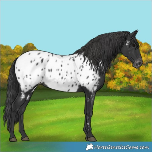 Horse Color:Black Appaloosa