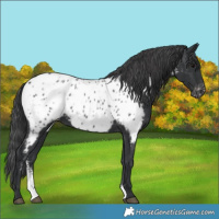 Horse Color:Black Sabino Near Leopard 