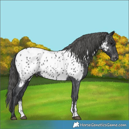 Horse Color:Black Sabino Appaloosa