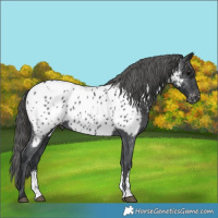 Horse Color:Black Sabino Appaloosa 