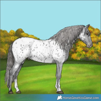 Horse Color:Black Sabino Near Leopard