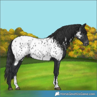 Horse Color:Black Sabino Appaloosa 