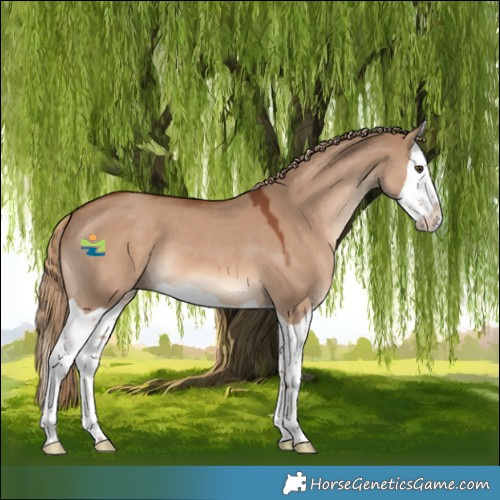 Horse Color:Red Dun Splash