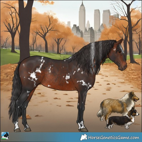 Horse Color:White Spotted Brown Rabicano 