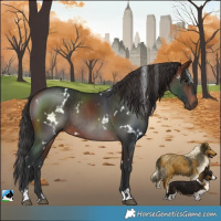 Horse Color:White Spotted Brown Rabicano 