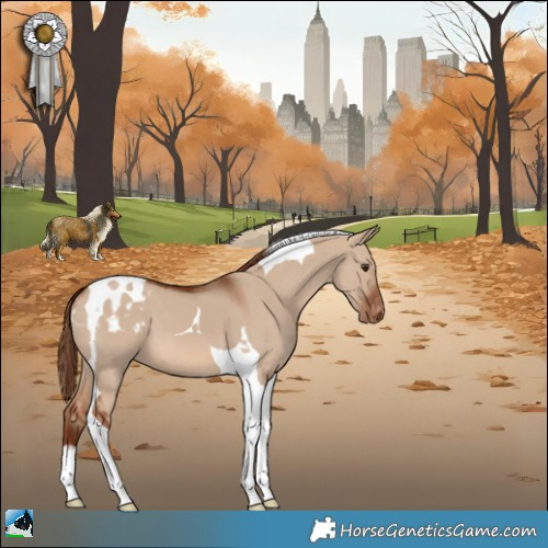 Horse Color:Red Dun Tobiano Appaloosa 