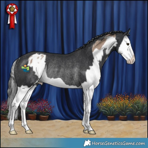 Horse Color:Classic Champagne Splash Appaloosa Rabicano  and Black Splash Rabicano 