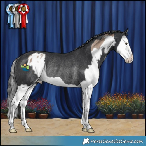 Horse Color:Classic Champagne Splash Appaloosa Rabicano  and Black Splash Rabicano 