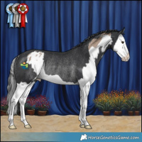 Horse Color:Classic Champagne Splash Appaloosa Rabicano and Black Splash Rabicano