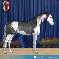 Horse Color:Classic Champagne Splash Appaloosa Rabicano  and Black Splash Rabicano 