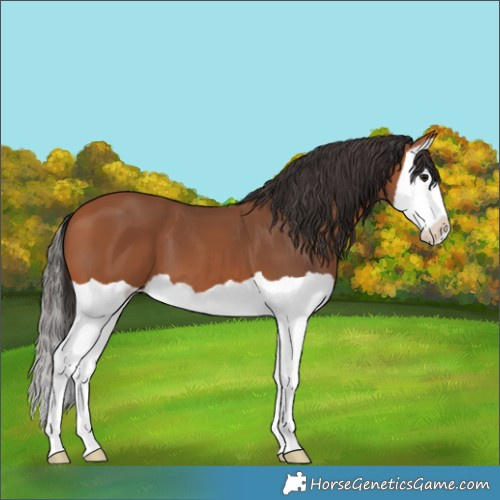 Horse Color:Bay Splash