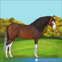 Horse Color:Bay Splash 