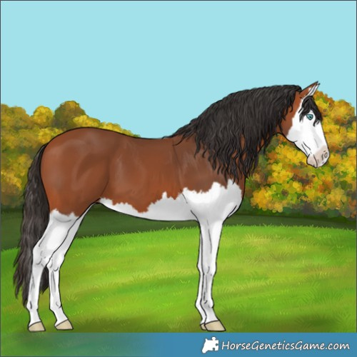 Horse Color:Bay Splash 