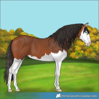 Horse Color:Bay Splash