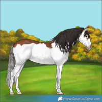 Horse Color:Bay Splash Frame
