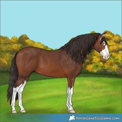 Horse Color:Bay Splash 