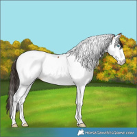 Horse Color:Bay Splash Tobiano 