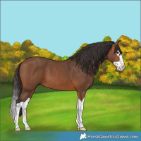 Horse Color:Bay Splash 